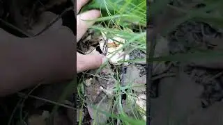 Грибочки 🍄🍄🍄#влесзагрибами