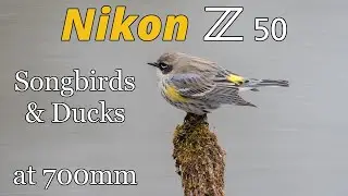Nikon Z50 • Songbird & Duck Photography at 700mm