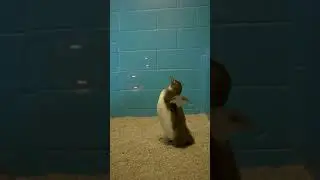 🫧🫧🐧🐧