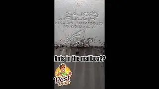 Ants attacking mailbox gets the juice!!