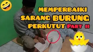 PIJAT BURUNG ANAK REMAJA KEBANYAKAN NGANU - MEMBANGUNKAN BURUNG DALAM SARANG