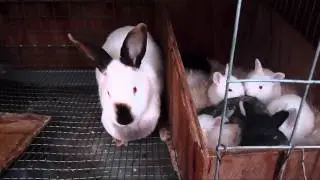 Breeding Rabbits FAQ