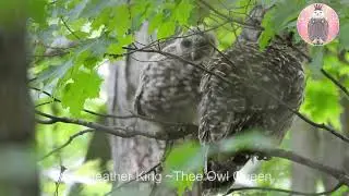 OWL DOCUMENTARY ~ BARRED OWLET CLEMENTINE