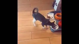 Коты. Разнообразие еды Cats. Variety of food