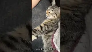 เจ้าเมี๊ยว รักการกิน ยิ่งกว่ามนุษย์!! น่ารักมากที่สุด !? 😍😍#shorts #เล่าเรื่อง #viralvideo