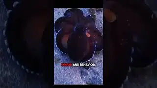 1. the mimic octopus