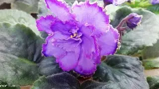 Violet Blue Dragon, VARIETY and SPORT. Different flowering of starters grown from one cutting.