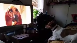 My Jack Russell Charlie Watching 