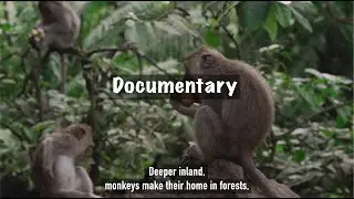 Voice Over for Documentaries