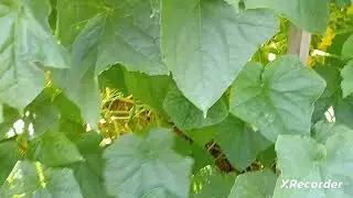 Середина июля. Выкопала чеснок.