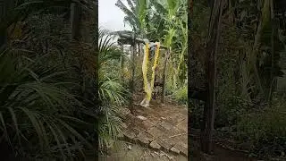 Vida na roça banheira no jardim #vidanaroça #vidanocampo #banheiravintage