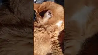 8.09.2024 Солнечный котик