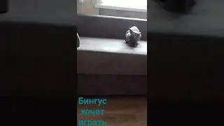 Мурзик и Бингус