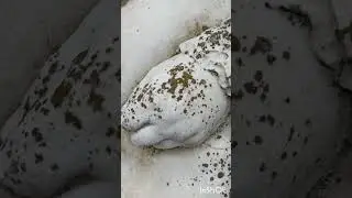 ВЫРВАТЬ ДУШУ ИЗ МОГИЛЫ