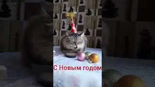 Сибирский кот Кесмус и Новый Год 