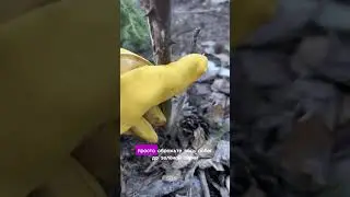 Что делать если Роза выпрела 