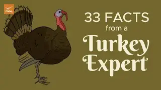 33 Facts from a Turkey Expert