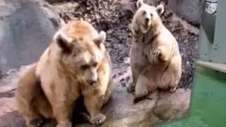 Римский Зоопарк сегодня Bioparco Di Roma (Zoo)