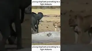 young elephant provoking to a l fight #shorts