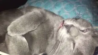 고양이 잘때 원래 이렇게 자나요   ?