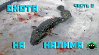 Охота на налима (часть 2)