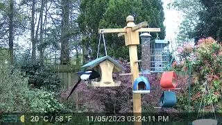 Magpie flicking food out of the feeder onto the ground
