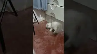#cat #playing #rabbit #bunny #animals #cute #kitten #cats #birds #zooanimals #wildcats #animal