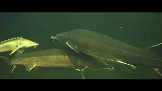 Подводный мир "Аквариус". Отель Caspian Rivera. Актау. Казахстан