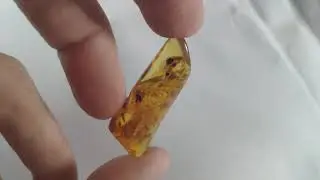 Янтарь инклюз / Amber inclusion / kehribar dahil / إدراج العنبر / Bernsteineinschluss / 琥珀內含物