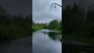 Щучка! #рыбалка #природа #путешествие #пейзажи #щука #мещёра #река