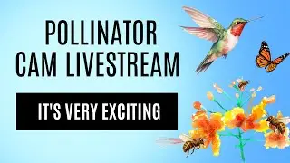 Pollinate The Planet Livestream | Hummingbirds | Butterflies | Bees