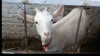 alimentando a mis cabritos🐐 de mañana esto es lo que les doy de comer a mis chivos