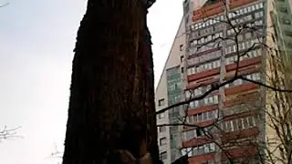 В нашем районе завелся Малый Белоспинный Дятел.