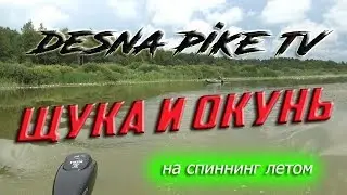 Щука и окунь (Ловля на спиннинг летом)