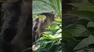 Жаба кішка - друзі.Cat frog - friends. #cat #кошка #лягушка #frog #shortvideo #shorts