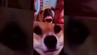 dog beatbox