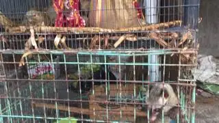 An chivet and squirrels are kept in tiny cages in Splendid Wildlife Market