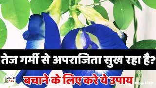 तेज गर्मी में अपराजिता के पौधे की देखभाल | aparajita plant care in hot summer #aparajita #aprajita