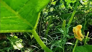 ASMR WIND BIRDS CRICKETS | NATURE SOUNDS