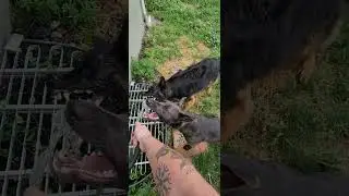 Arlo the German Shepherd asks nicely to play with the hose