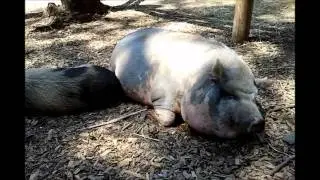 Svinja u zoološkom vrtu