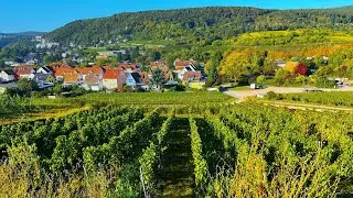 ⭐ Walking the Vineyards in the German Pfalz Region