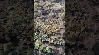 Рассада клубники после зимы.