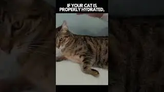 EASY TRICK To Check If Your Cat Drinks Enough Water #shorts