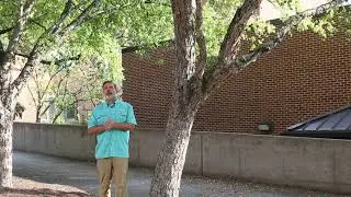 River birch (Betula nigra) - Plant Identification