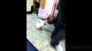 Лучший мега прикол!! Кошка защитник