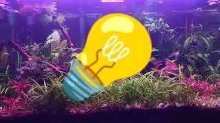Acuario más luminoso 🐠🌿💡