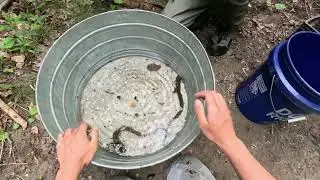 Sea Lamprey Control