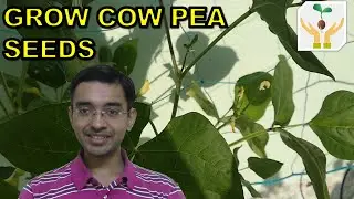 How to Grow Cowpea Plant in Containers at Home