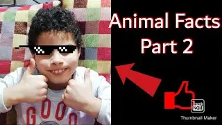 Animal Facts Part 2